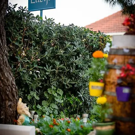 Lucija تروغير